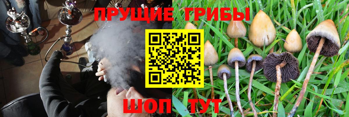 Лобня  Псилоцибиновые грибы Psilocybine cubensis  Вход с VPN 